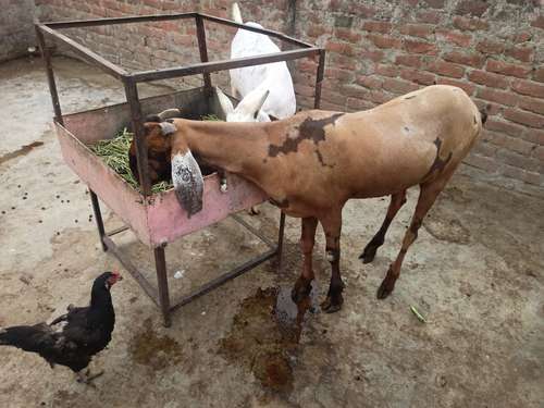 Gujri  ajmeri  totapari mix Desi — photo 4