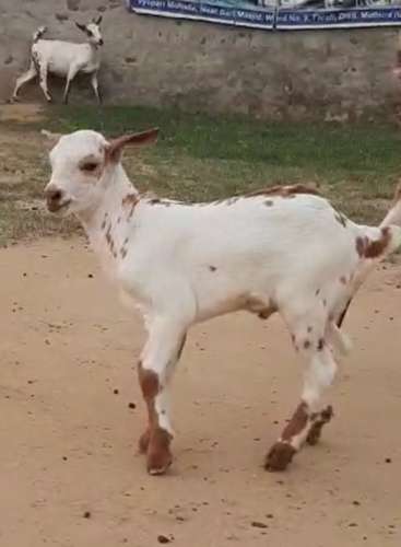 Barbari Goat — photo 2