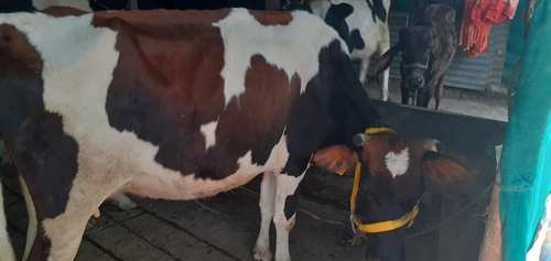 Cow