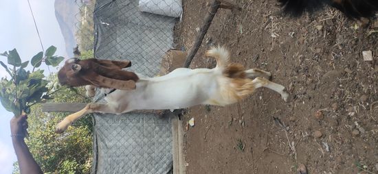 Kota Goat — photo 2