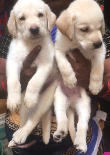 Lab Male Puppy — photo 2