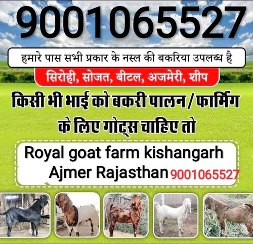 Sirohi Ajmeri Goat — photo 5