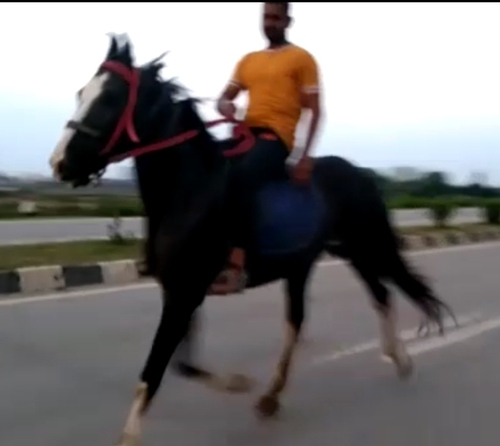 Marwadi Horse — photo 2