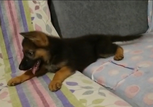 German shepherd Puppy — photo 2