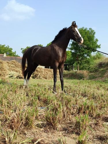 Marwari horse — photo 3