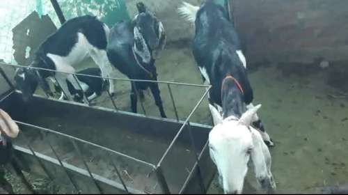 Desi Maharashtra — photo 2
