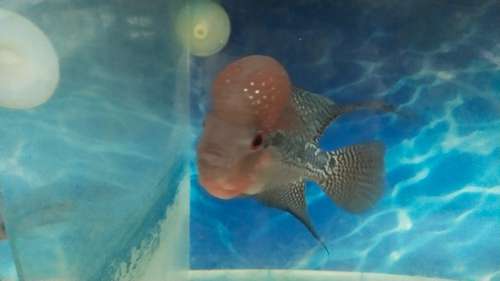 Flowerhorn Fish — photo 2