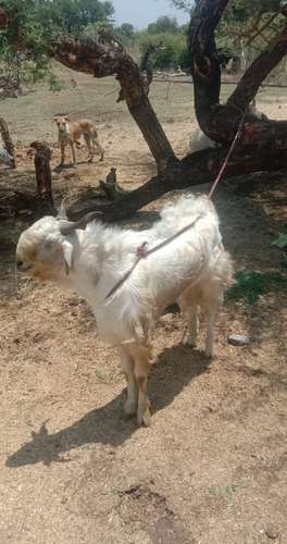  Kashmiri  Cross Goat — photo 3
