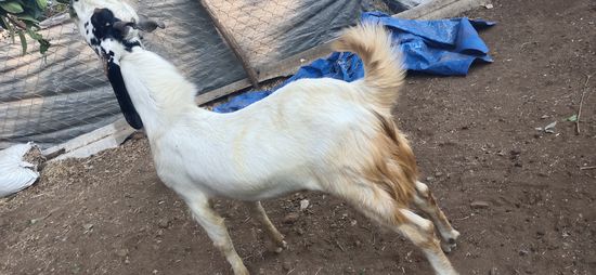 Kota Goat — photo 2