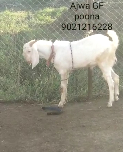 Patira Goat  — photo 5