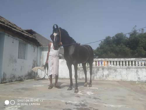 Marwadi Horse 🐎