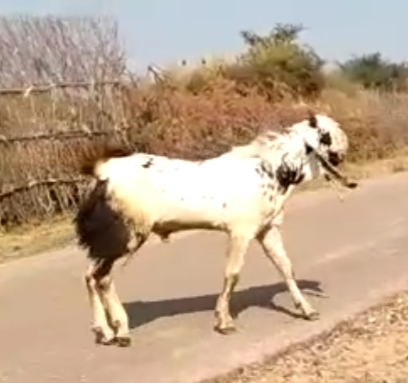 Kota Goat — photo 3