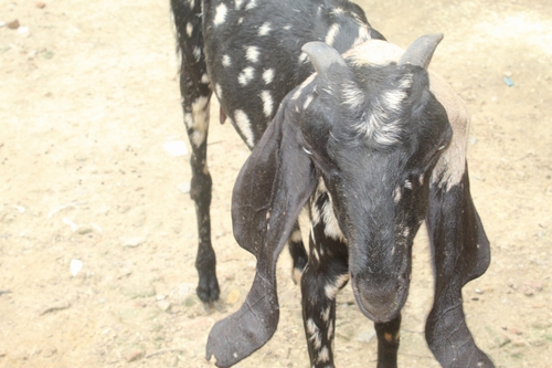Beetal Pure Goat — photo 3