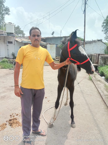 Marwadi Horse 🐎  — photo 4