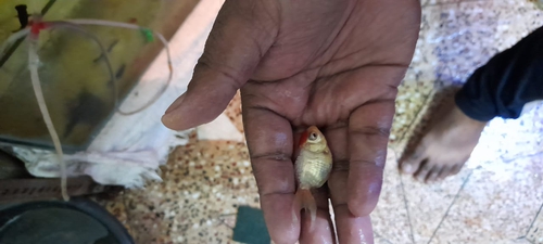 Available many breed fish — photo 4