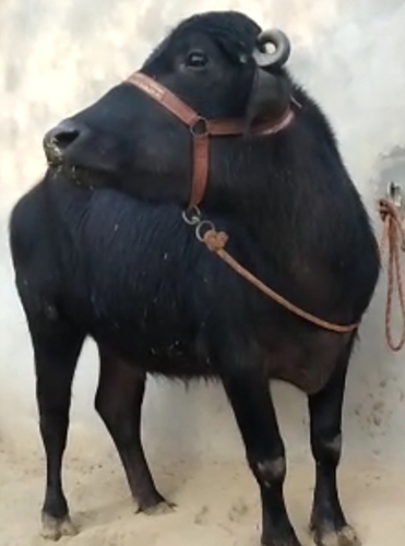 Buffalo — Murrah Buffalo, Jalandhar, India