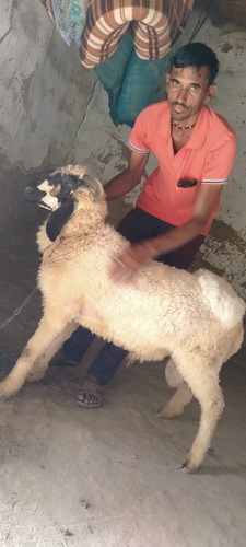 Sheep (bhed) — photo 2