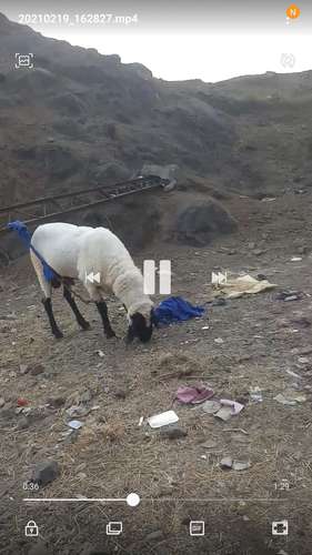 Sheep (bhed) — photo 3