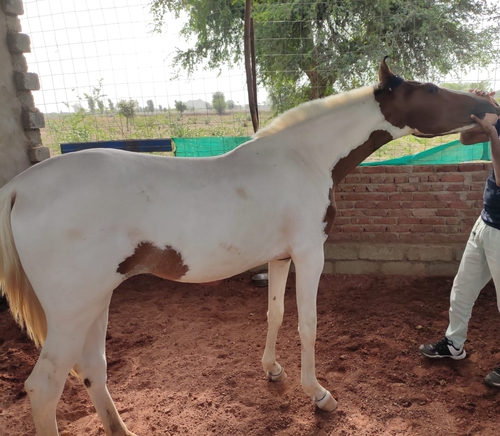 Marwari Horse — photo 4