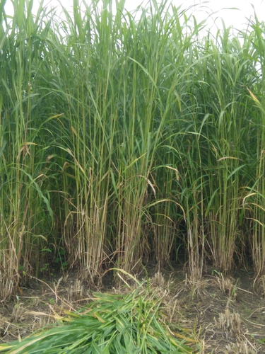 Grocery — Grass, Maharashtra, India