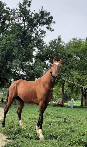 Sindhi Horse