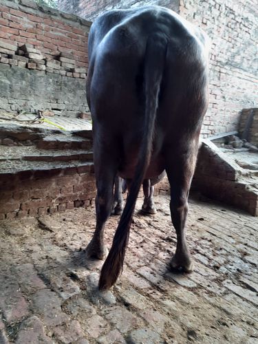 Murrah bhains — photo 3