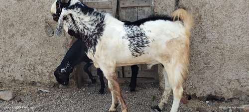 Kota Goat