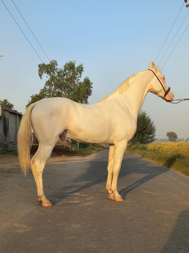 Nukra Horse — photo 4