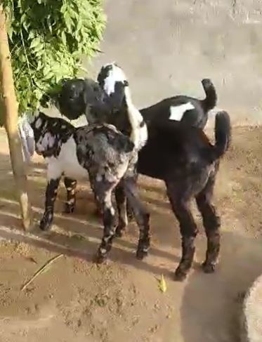 Bital goat — photo 2