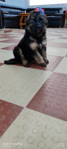 Long coat German shepherd male available in Lucknow