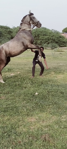 Marwadi Horse 🐎 — photo 3