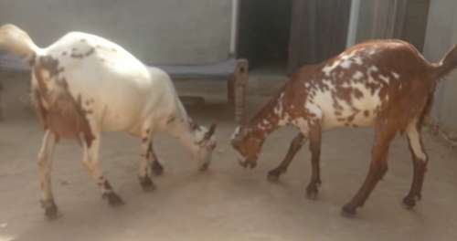 Barbari Goat