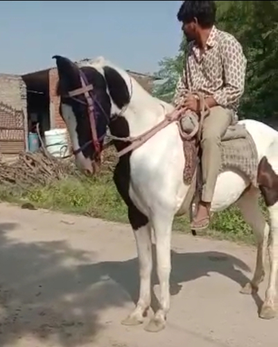 Marwari Horse — photo 3