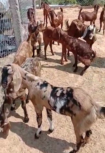 Sirohi Goat — photo 2