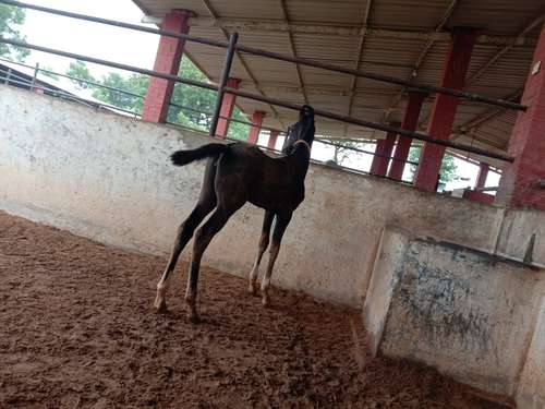 Bharvadi horse — photo 3