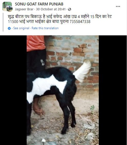 Beetal Goat — photo 3