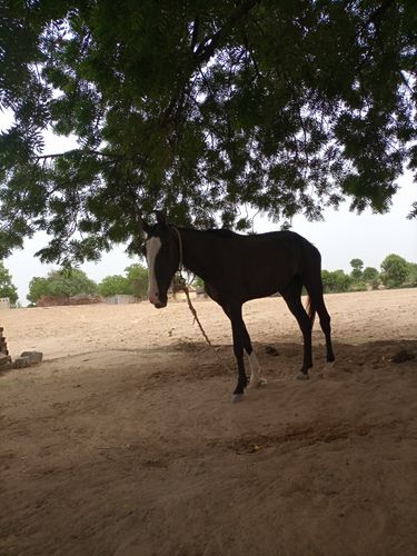 Ghodi — photo 2