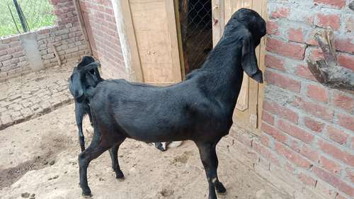 Beetal  Black Goat — photo 2