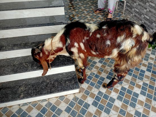 Bakra bhechna hai 48 kg — photo 4