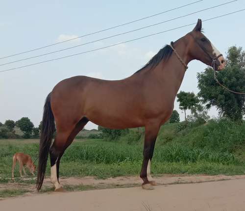 Best breed Horse — photo 5