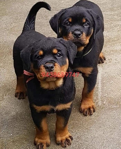 Rottweiler Puppy