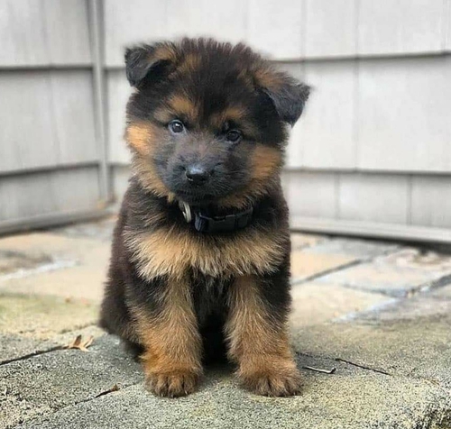 All Breed Available
