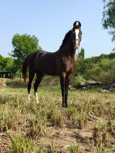 Marwari horse — photo 4