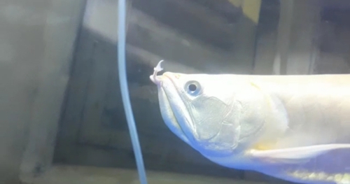 Albino silver Fish — Fish for sale in Shibpur, Howrah, India