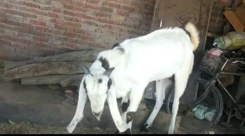 Gulabi Chamri Goat — photo 3