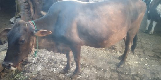 Desi cow — photo 2