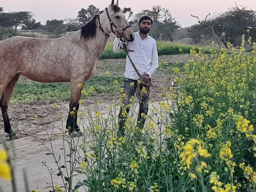 Sindhi Horse — photo 2