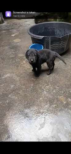 Labrador black puppies