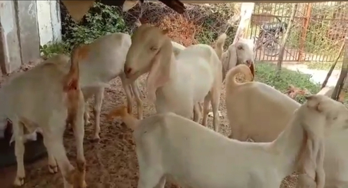 Sojat Goat  — photo 4