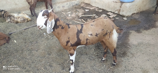 Gujari  — photo 3